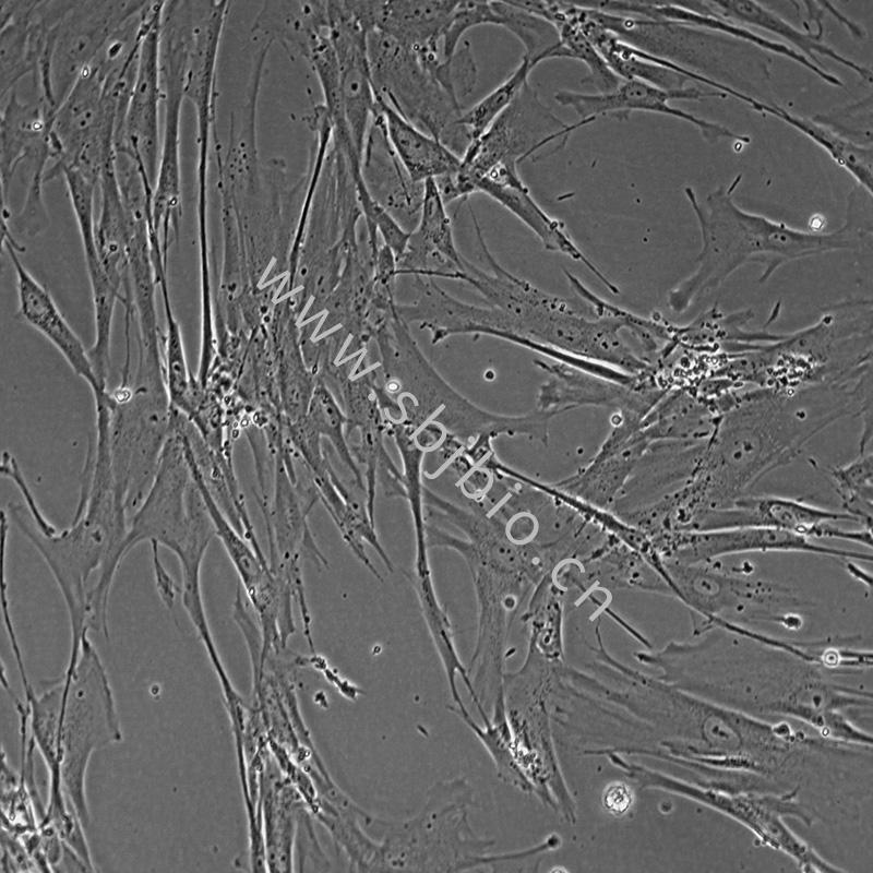 人胚肺成纖維細(xì)胞(MRC-5)